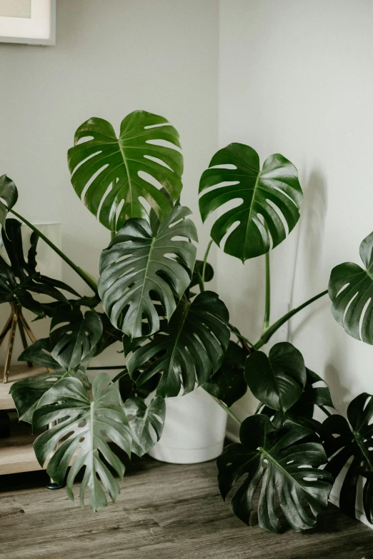 a couple of potted plants sitting on top of a wooden table, by Winona Nelson, trending on unsplash, big leaf bra, monstera, panoramic shot, large tall