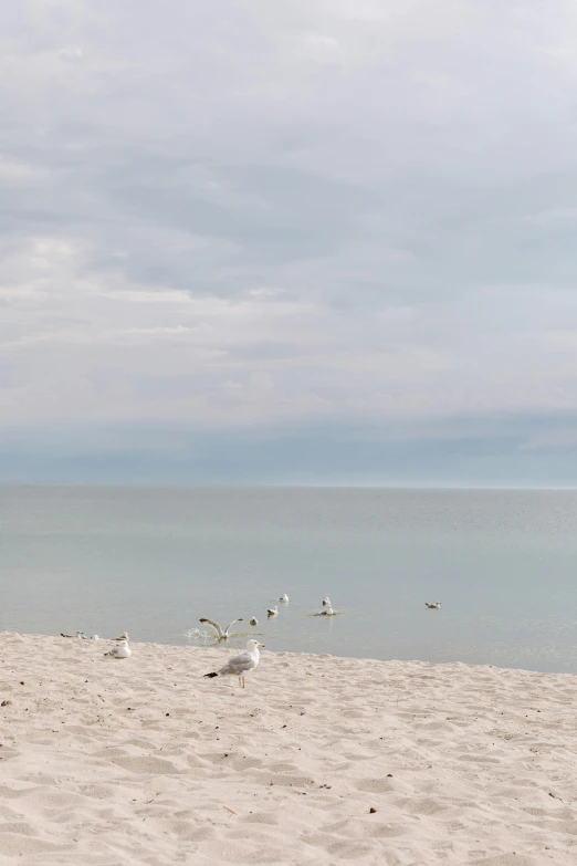 a group of birds standing on top of a sandy beach, tallinn, serenity & calm, the dead sea, chicago