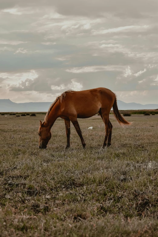 a brown horse standing on top of a grass covered field, on a desolate plain, unmistakably kenyan, calmly conversing 8k, horse legs and human body