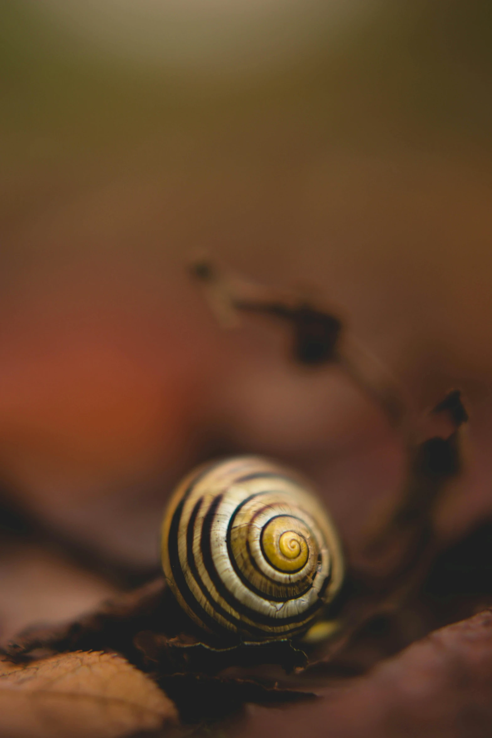 a snail sitting on top of a leaf covered ground, a macro photograph, by Jan Tengnagel, renaissance, earthy colors, scrolls, 15081959 21121991 01012000 4k, small details