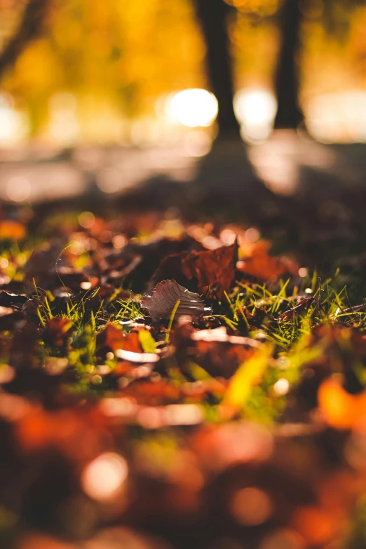 leaves on the ground with trees in the background, by Niko Henrichon, medium close-up shot, bokeh ), half image