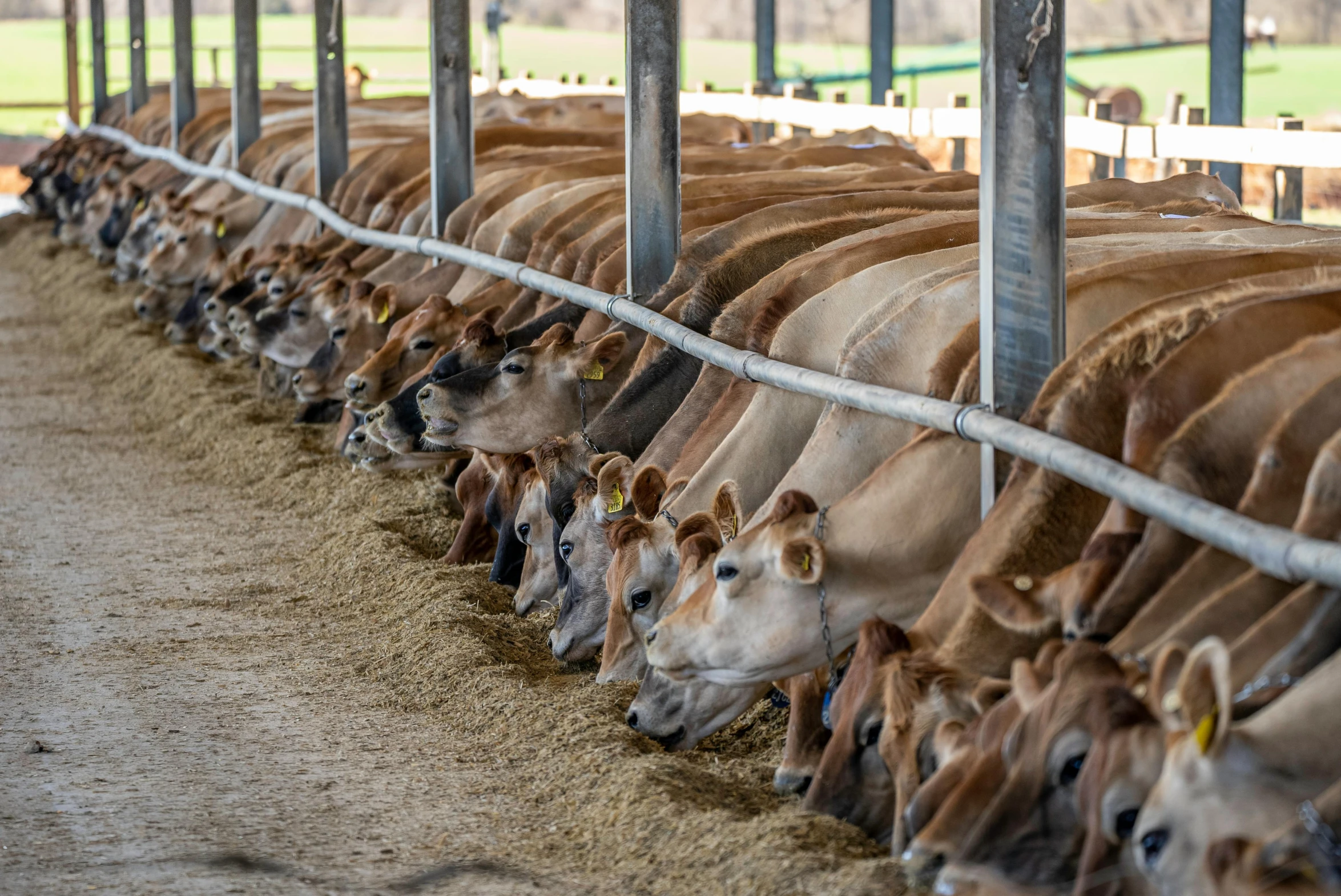 a bunch of cows that are eating some hay, unsplash, rows of canteen in background, profile image, thumbnail, australian