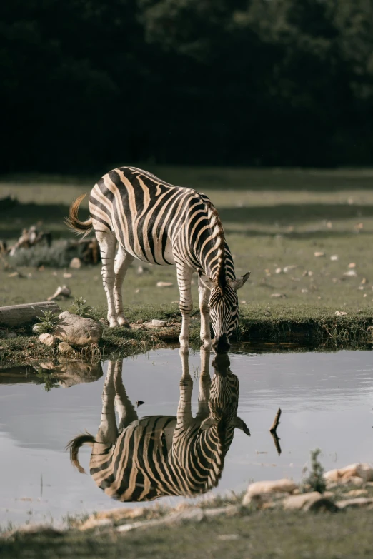 a zebra standing next to a body of water, drinking, reflection in the water