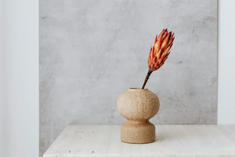 a close up of a flower in a vase on a table, an abstract sculpture, inspired by Esaias Boursse, minimalism, gourd, bottlebrush, earthy, perfectly centered