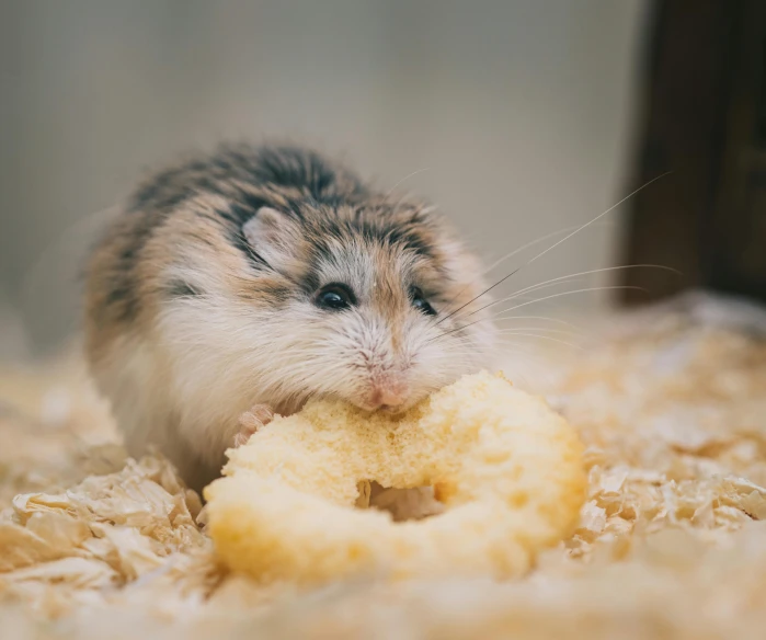 a small hamster eating a piece of bread, by Emma Andijewska, unsplash, square, donut, banana, 1 female