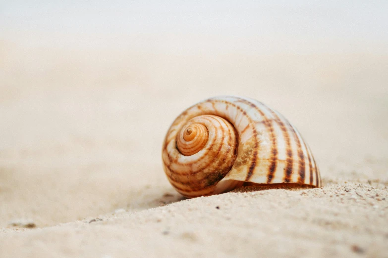 a shell sitting on top of a sandy beach, light tan, winding horn, vanilla, comforting and familiar