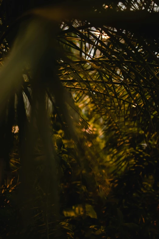 the sun shines through the branches of a palm tree, unsplash, australian tonalism, portrait shot 8 k, jungle vines, soft light - n 9, forested