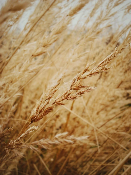 a field of tall grass with a sky in the background, by Adam Marczyński, trending on unsplash, renaissance, beige and gold tones, closeup photo, grain”, malt