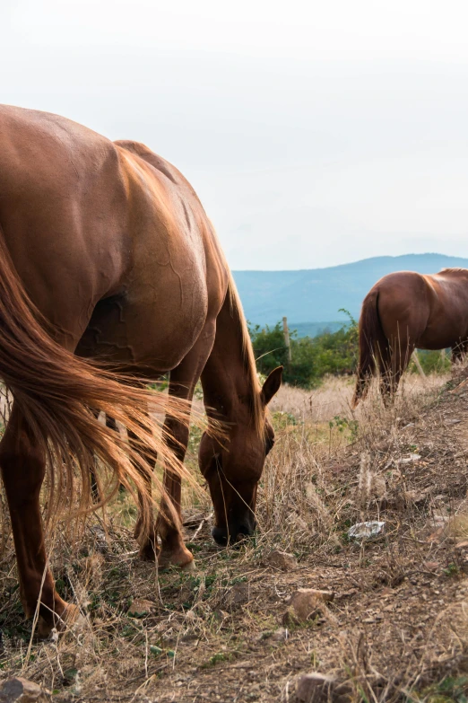 a couple of horses that are standing in the grass, sweeping vista, profile image, instagram photo, grain”