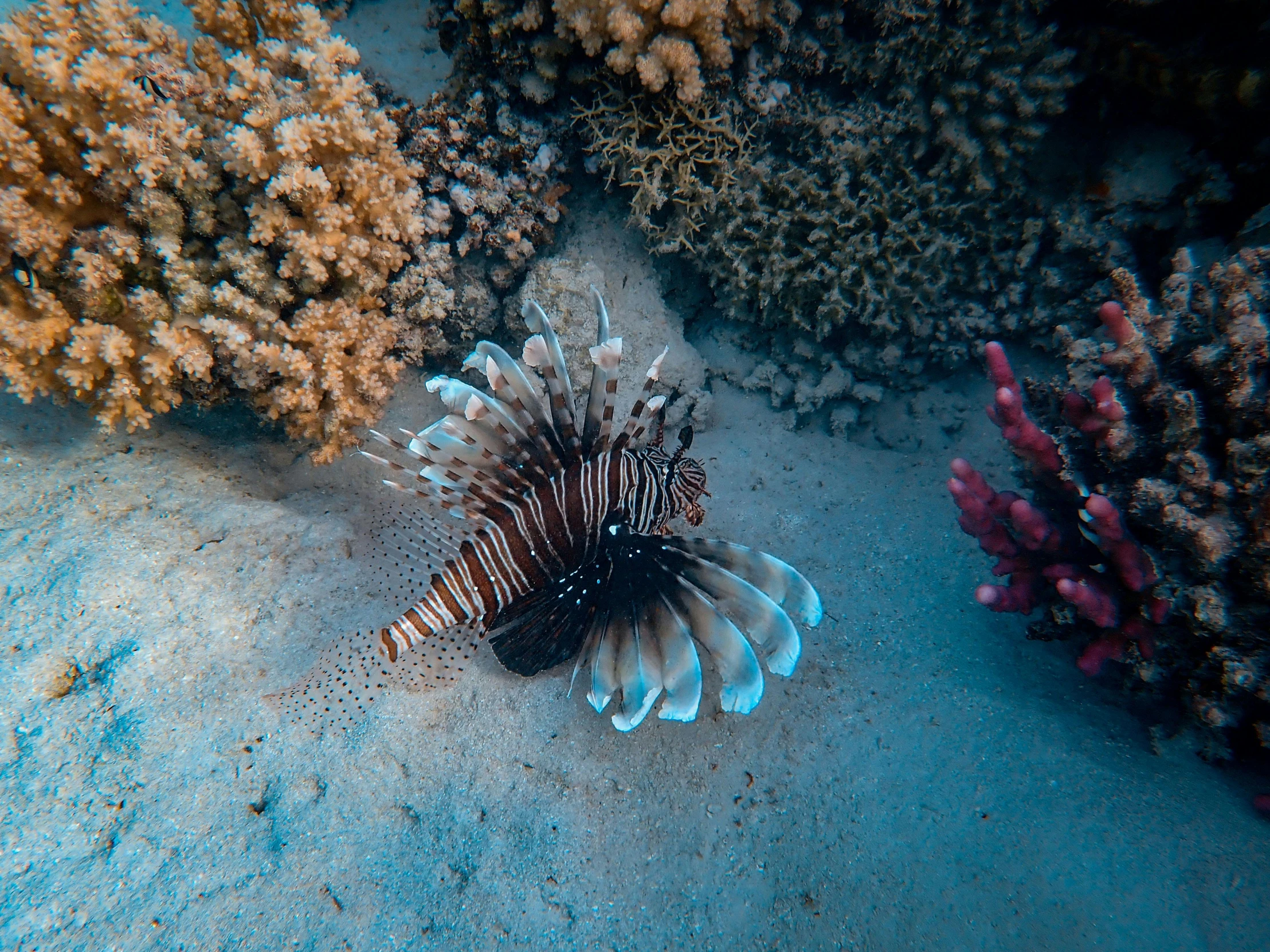 a close up of a fish on a sandy surface, pexels contest winner, elegant coral sea bottom, 🦩🪐🐞👩🏻🦳, sea butterflies, lion fish