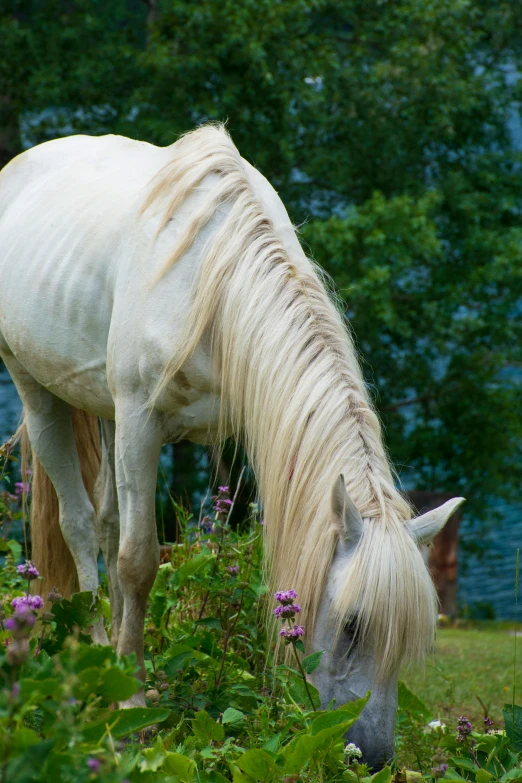 a white horse standing on top of a lush green field, long silver hair with a flower, grazing, fjords, featured
