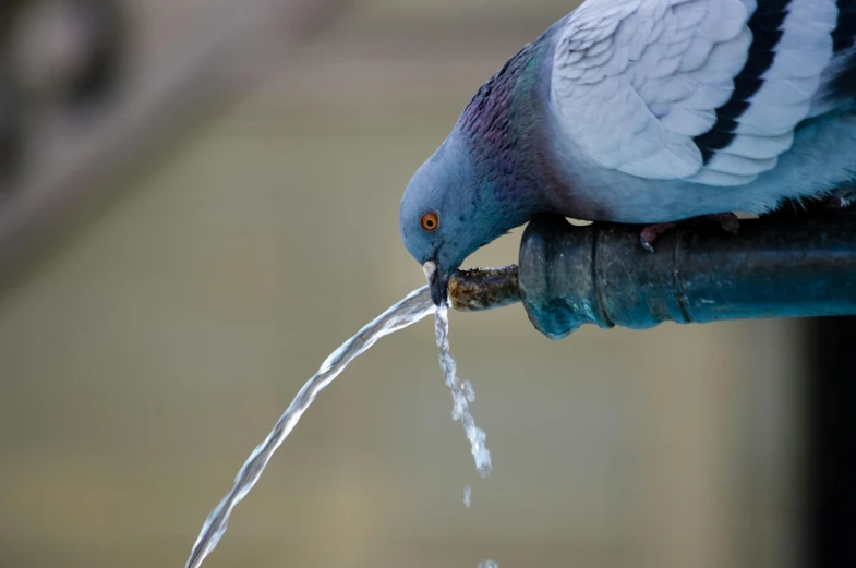 a pigeon drinking water from a water fountain, by Paul Bird, pexels contest winner, photorealism, fan favorite, blue, water feature, water pipe