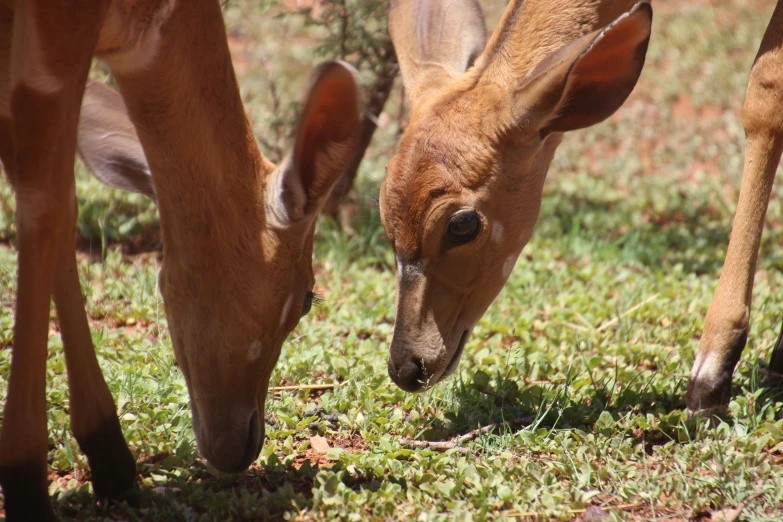 a couple of deer standing on top of a lush green field, by Gwen Barnard, pexels contest winner, hurufiyya, samburu, closeup 4k, ready to eat, australian