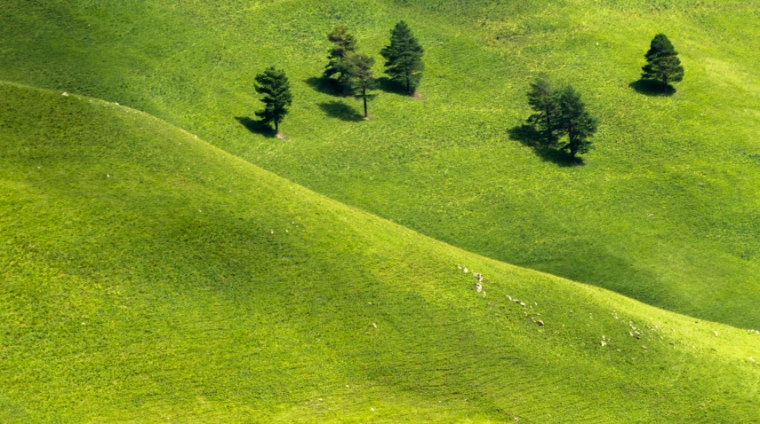 a herd of sheep grazing on a lush green hillside, by Yasushi Sugiyama, pexels contest winner, figuration libre, minimalist composition, linden trees, 4 k detail, windows xp