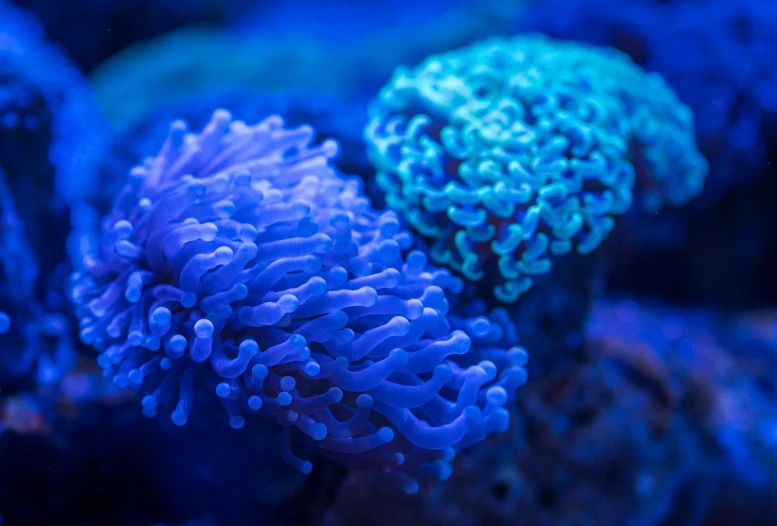 a close up of some very pretty blue corals, a portrait, unsplash, neon mushrooms, instagram photo, miyamoto abduzeedo, hd wallpaper