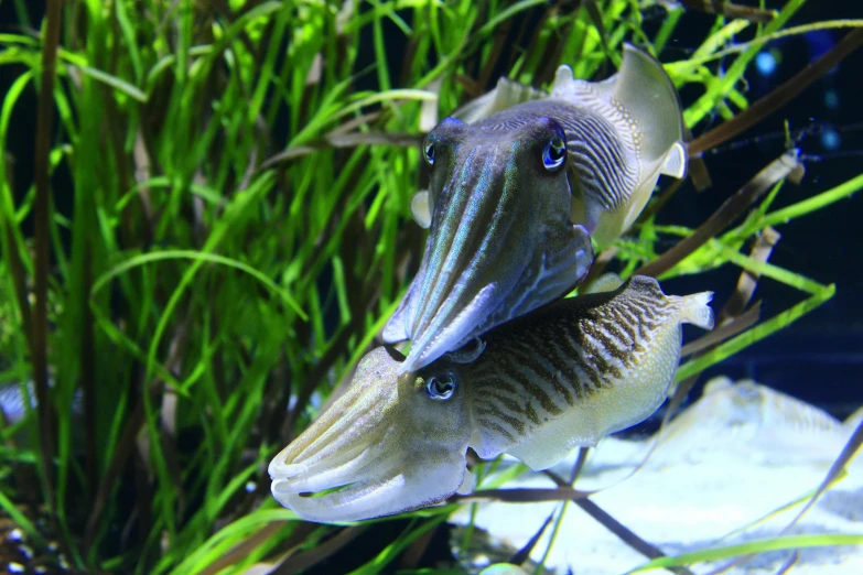 a couple of fish that are swimming in some water, cuttlefish, no cropping, amanda clarke, fishcore
