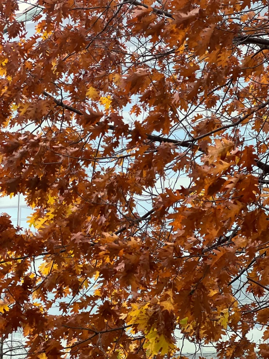 a clock mounted to the side of a building next to a tree, a photo, by Linda Sutton, oak leaves!!, maple trees with fall foliage, with branches! reaching the sky, medium close up