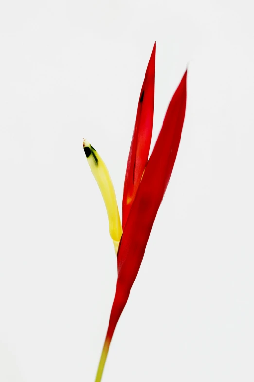 a close up of a flower with a white background, an album cover, by Gavin Hamilton, hurufiyya, birds of paradise, curved red arrow, 165 cm tall, detail shot