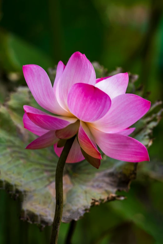 a pink flower sitting on top of a green leaf, sitting on a lotus flower, lpoty, paul barson, laos