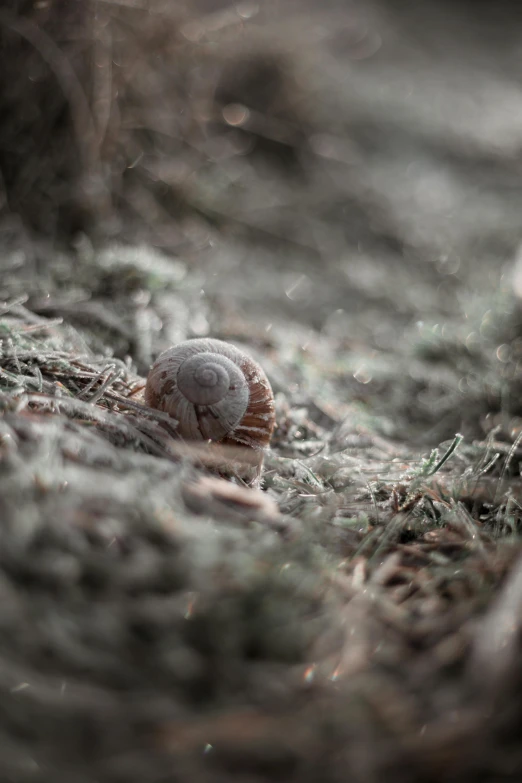 a close up of a snail on the ground, by Adam Marczyński, atmospheric photograph, small, grey, farming