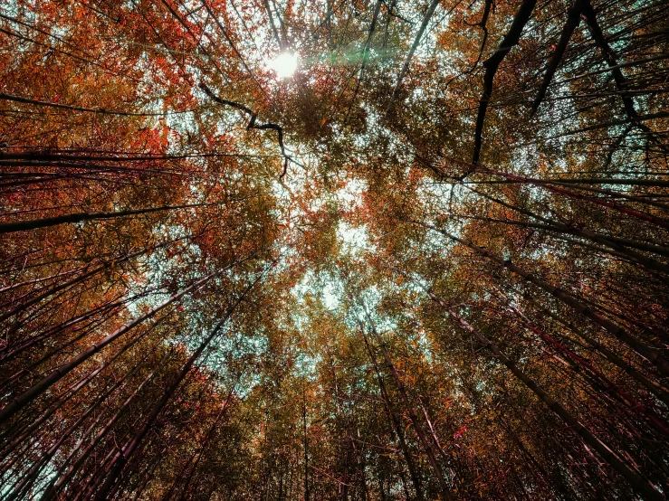 a forest filled with lots of tall trees, unsplash, visual art, looking at the ceiling, autumn colours, bamboo, looking up at the stars