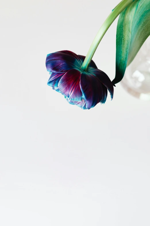 a close up of a flower in a vase, unsplash, black and blue and purple scheme, with a white background, hanging upside down, tulip