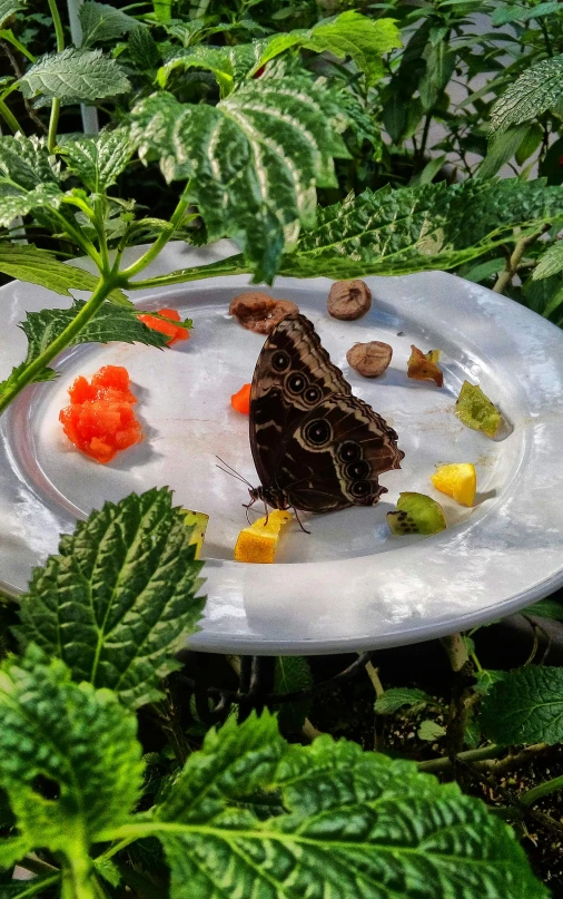 a close up of a plate with a butterfly on it, in the garden, an island made of food, exterior shot, front and center