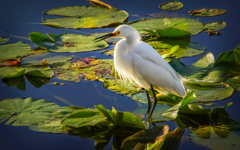 a white bird standing on top of a leaf covered lake, a portrait, by Bernie D’Andrea, art photography, fan favorite, water lilies, 2022 photograph, evening sunlight