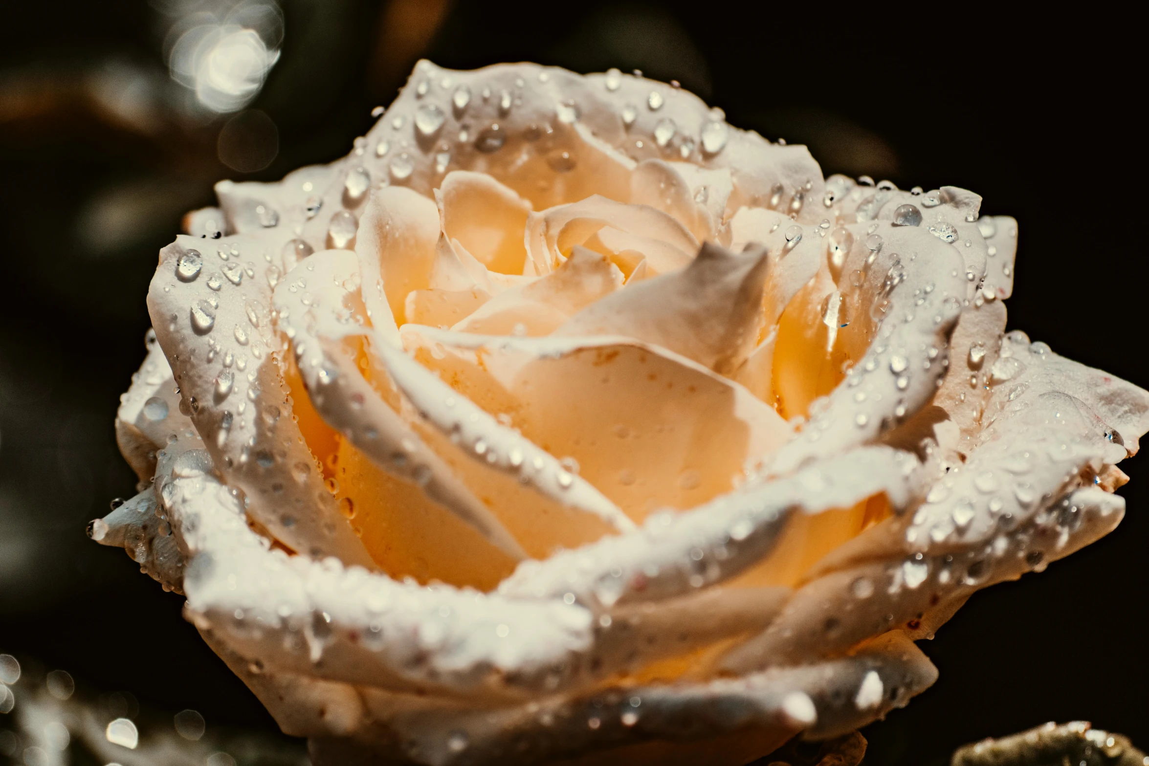 a close up of a flower with water droplets on it, a photorealistic painting, inspired by Elsa Bleda, pexels, romanticism, crown of mechanical peach roses, alessio albi, 33mm photo, bubbly