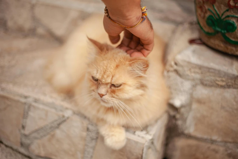 a close up of a person petting a cat, orange fluffy belly, beautiful surroundings, realistic »