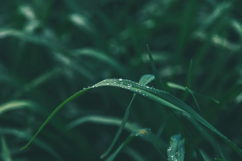 a blade of grass with water droplets on it, inspired by Elsa Bleda, unsplash, **cinematic, chillhop, humid, lofi