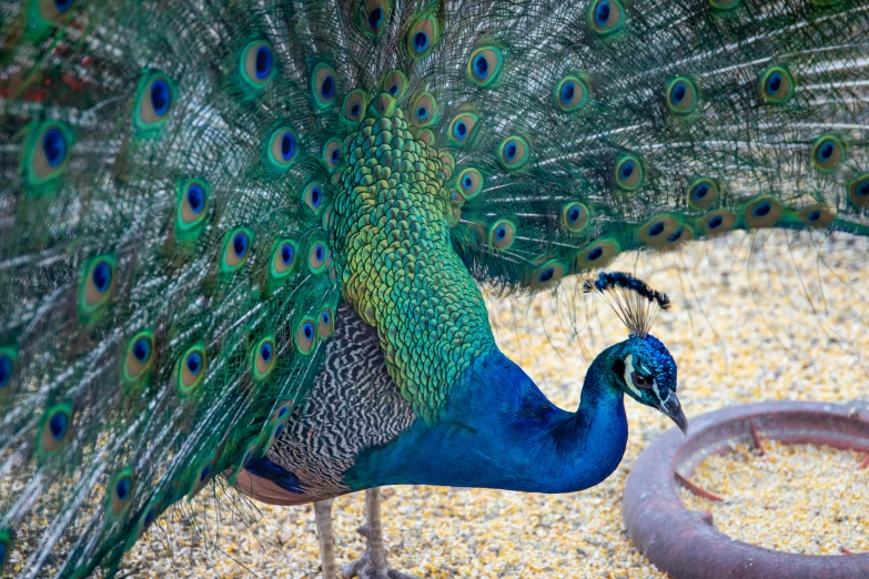 a peacock standing next to a bowl of food, up-close, avatar image, outdoor photo, fan favorite