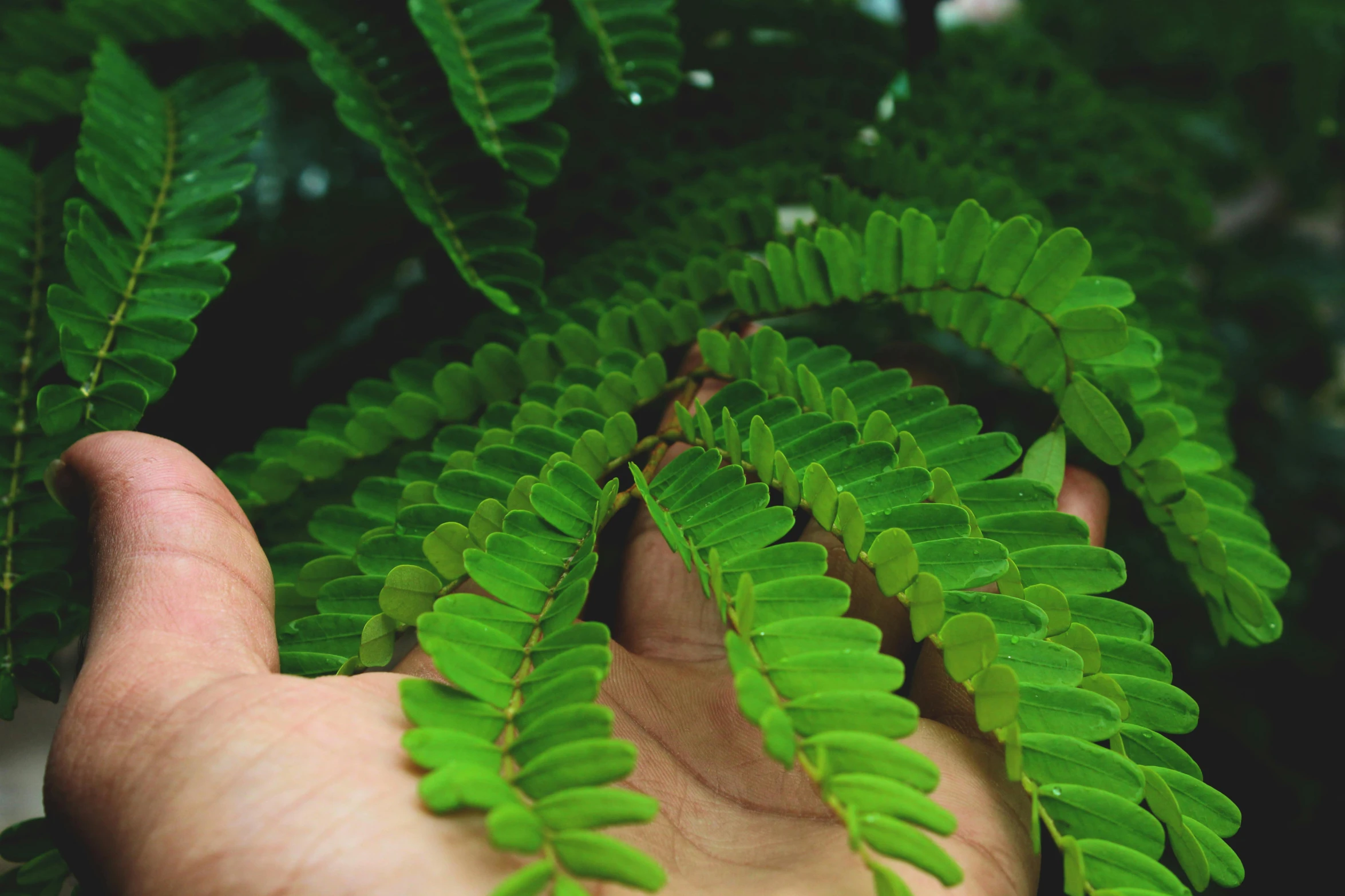 a close up of a person's hand holding a plant, trending on pexels, hurufiyya, sweet acacia trees, psychedelic fern, moringa juice, nothofagus