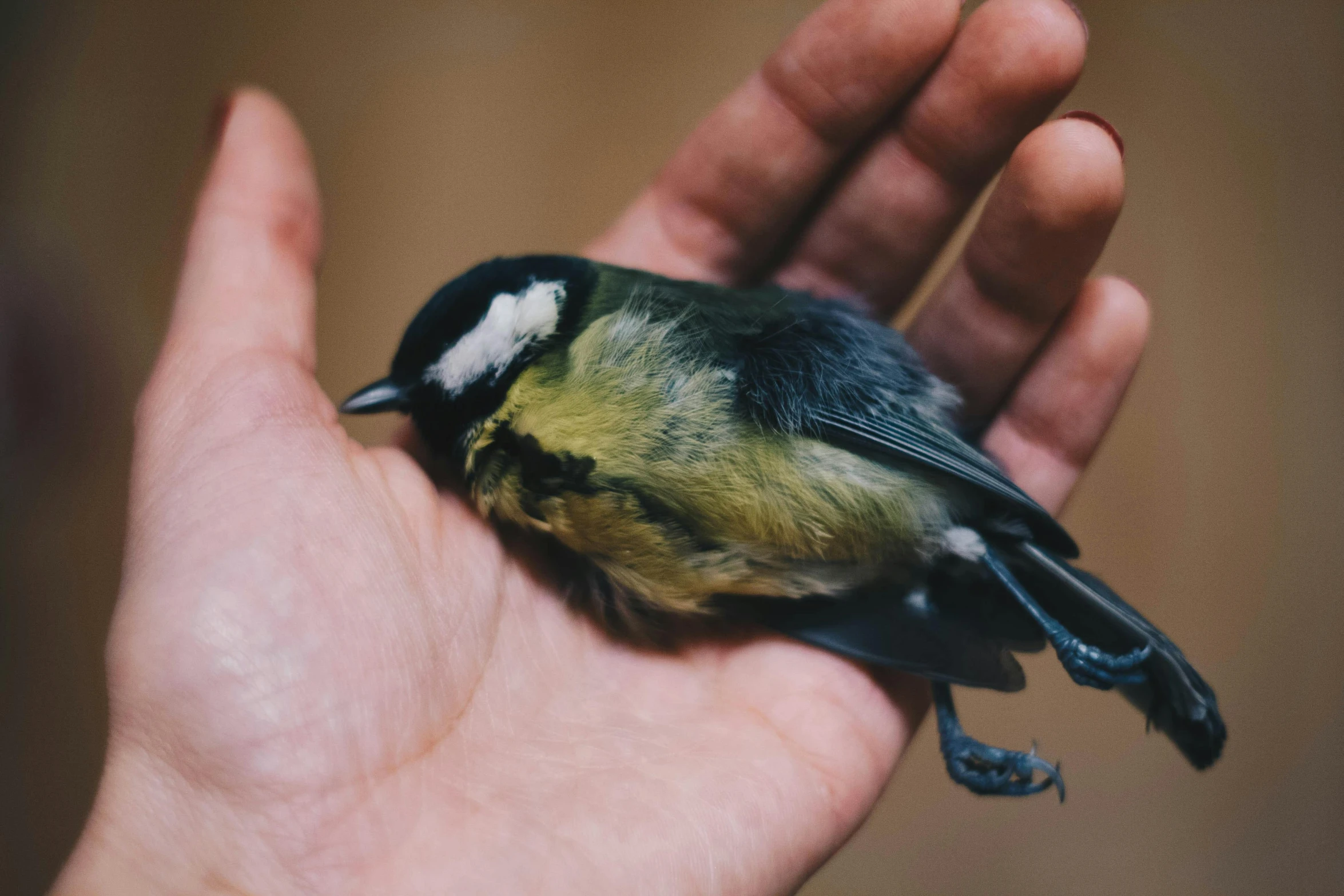 a close up of a person's hand holding a small bird, by Matija Jama, trending on pexels, gently caressing earth, fluffy green belly, holding a 🛡 and an 🪓, local conspirologist