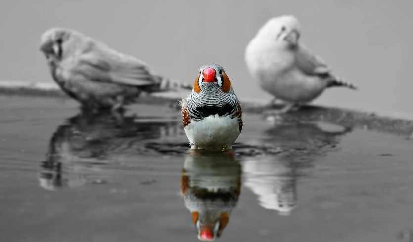 a couple of birds that are standing in the water, a black and white photo, pexels contest winner, photorealism, multicolored, epiphany, multiple perspectives, sparrows