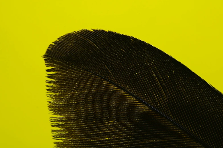a close up of a feather on a yellow background, a macro photograph, by Peter Alexander Hay, trending on pexels, postminimalism, black lacquer, clemens ascher, shot on sony alpha dslr-a300, wing