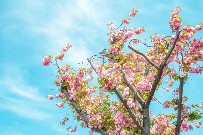 a tree with pink flowers against a blue sky, pexels contest winner, shot with canon eoa 6 d mark ii, cherry explosion, hyperdetailed, daniel richter