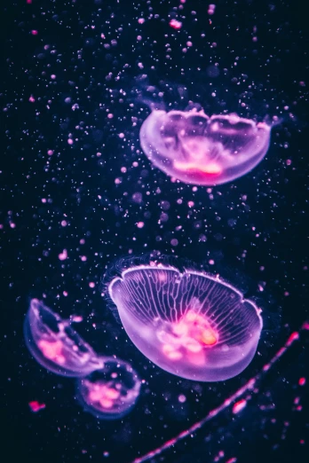 a group of jellyfishs floating in the water, by Adam Marczyński, trending on unsplash, purple - tinted, biopods, ilustration, high-quality photo