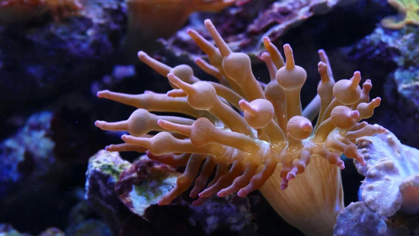 a close up of a sea anemone in an aquarium, a screenshot, unsplash, leafy sea dragon, psychedelic mushrooms, waving, 🦩🪐🐞👩🏻🦳