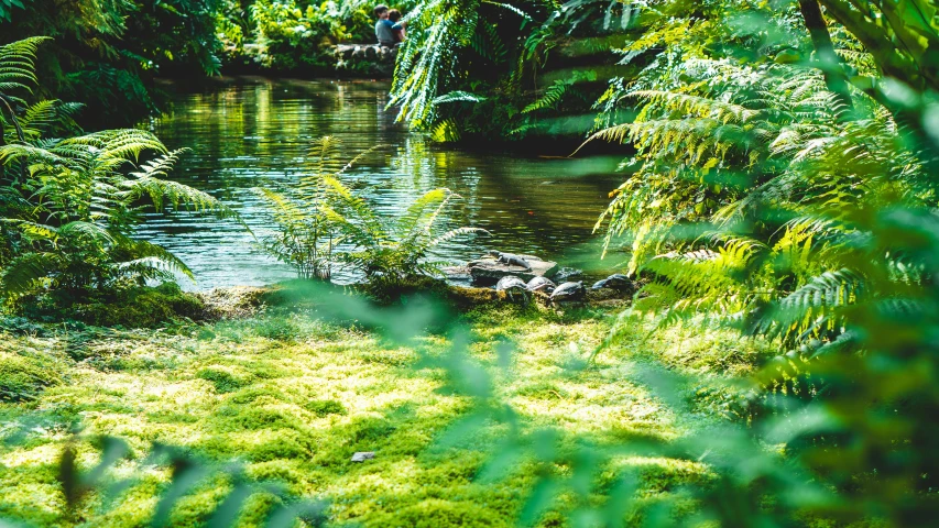 a small stream running through a lush green forest, by Julia Pishtar, unsplash, sumatraism, garden pond scene, park on a bright sunny day, with a miniature indoor lake, tropical setting