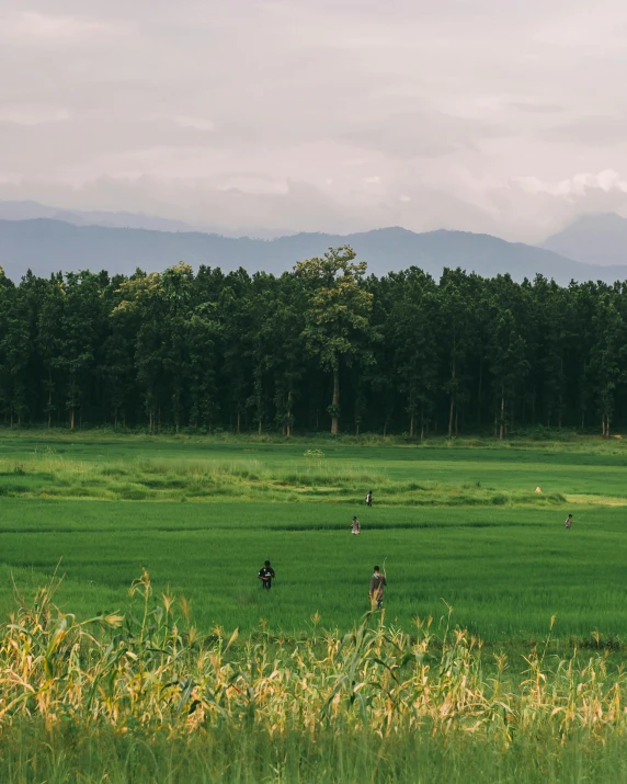 a group of people riding horses across a lush green field, a picture, by Yasushi Sugiyama, velly distant forest, distant mountains, 8 k image