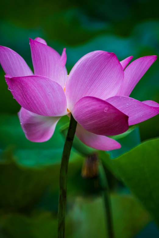 a pink lotus flower with green leaves in the background, a portrait, unsplash, paul barson, vietnam, lpoty, upright