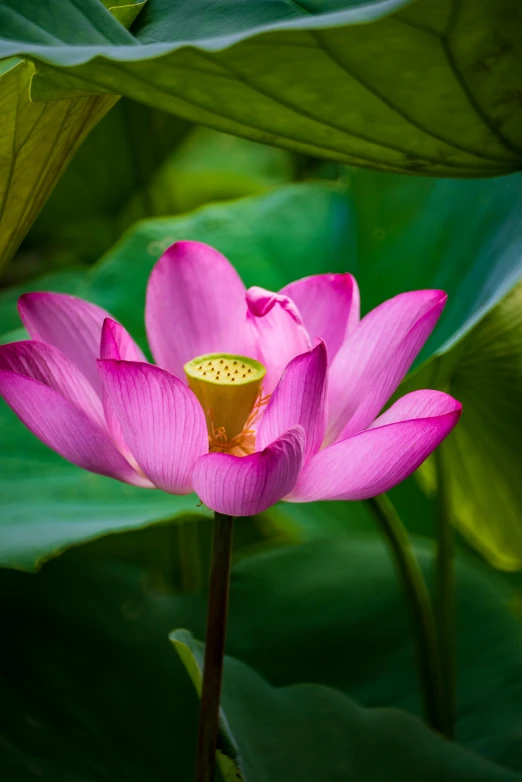 a pink lotus flower with green leaves in the background, by Reuben Tam, unsplash, lpoty, high resolution photo, vietnam, idyllic