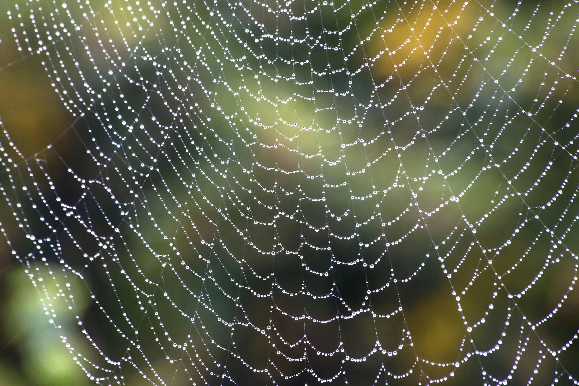 a spider web covered in water droplets, a stipple, shutterstock, net art, strings of pearls, james webb, tie-dye, ignant