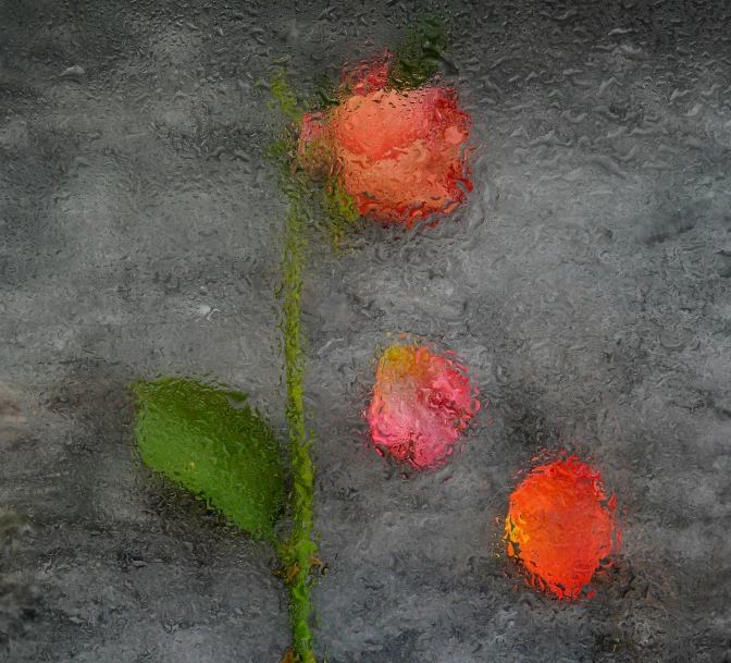 a painting of three roses on a gray surface, by Jan Rustem, art photography, orange flowers, rainy weather, painted metal and glass, 2022 photograph