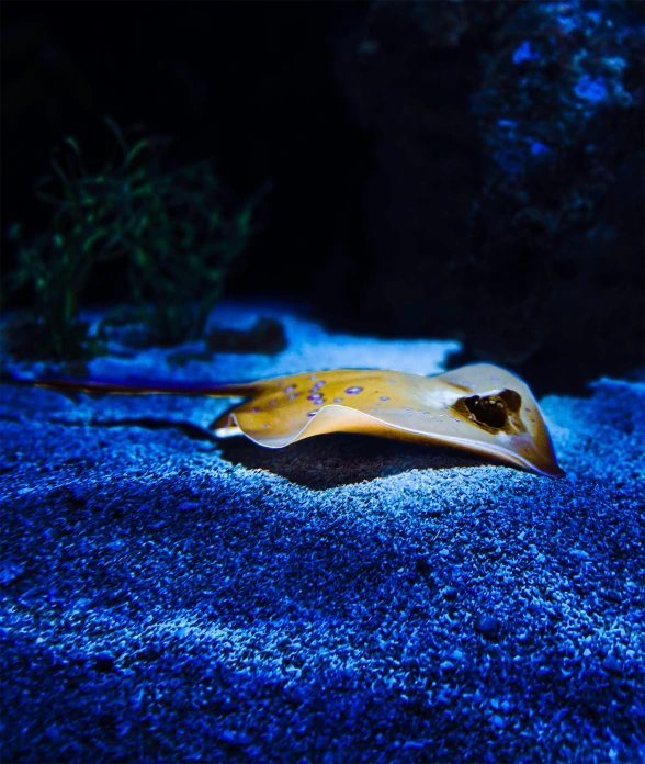 a close up of a fish in an aquarium, an album cover, unsplash, stingrays, blue bioluminescent plastics, laying on sand, chilling on a leaf