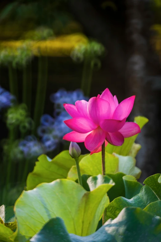 a pink flower sitting on top of a lush green field, lotus pond, exterior, bangkok, magenta and blue