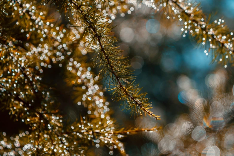 a close up of water droplets on a tree branch, by Julia Pishtar, unsplash, scattered golden flakes, psychedelic lush pine forest, thumbnail, golden hour photo