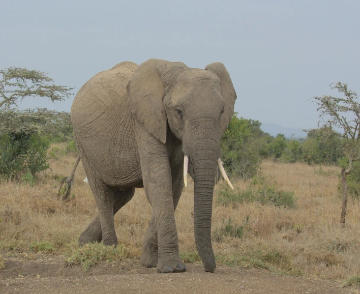 a large elephant walking across a dry grass covered field, by Will Ellis, pexels contest winner, hurufiyya, very kenyan, hd footage, grey, a broad shouldered