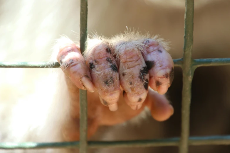 a close up of a dog's paw through a fence, by Hannah Tompkins, renaissance, emaciated shaved face, tamandua, thumbnail, photograph credit: ap